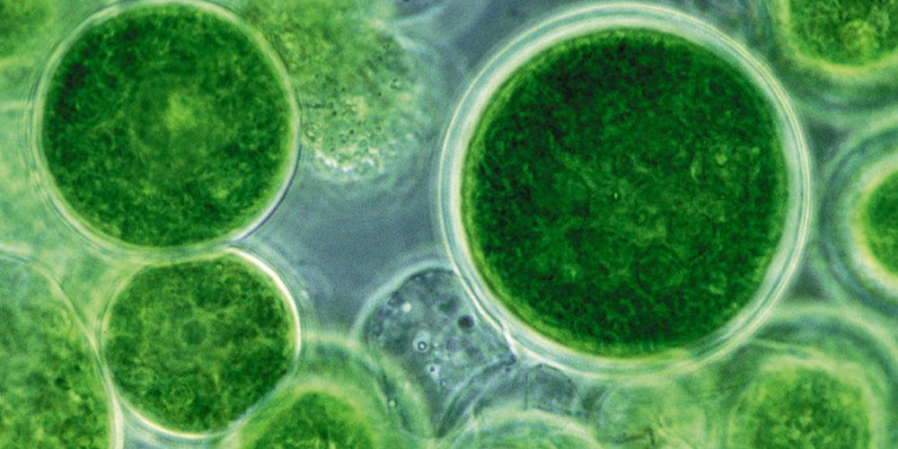 L'alga Chlorella è una valida aggiunta alla nostra dieta