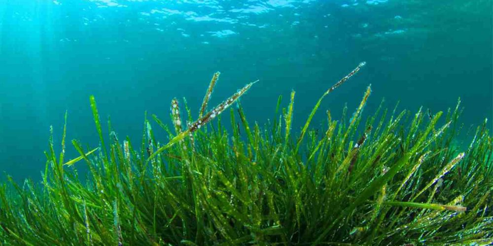 L'alga spirulina è stata riconosciuta dalla FAO come alimento del futuro
